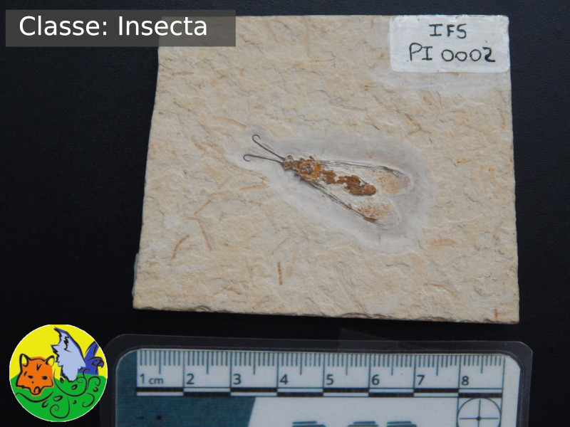 A imagem mostra um inseto fossilizado. Seu corpo mede pouco mais de 2 centímetros de comprimento e suas antenas medem aproximadamente 1 centímetro de comprimento. Suas asas se prolongam para atrás do corpo, medindo aproximadamente 2 centímetros.
