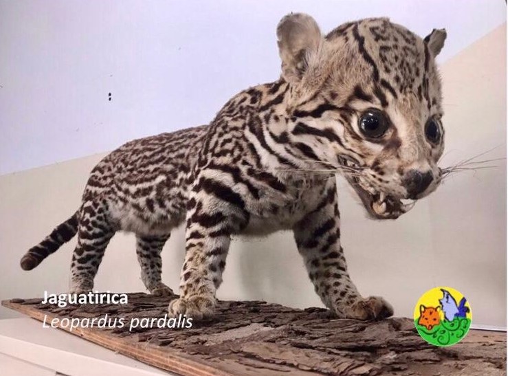 A imagem mostra um exemplar taxidermizado de Jaguatirica, seu nome científico é Leopardus pardalis. Sua pelagem característica é amarela, coberta por manchas pretas. O animal possui cerca de um metro e dentes grandes, utilizados para caça.