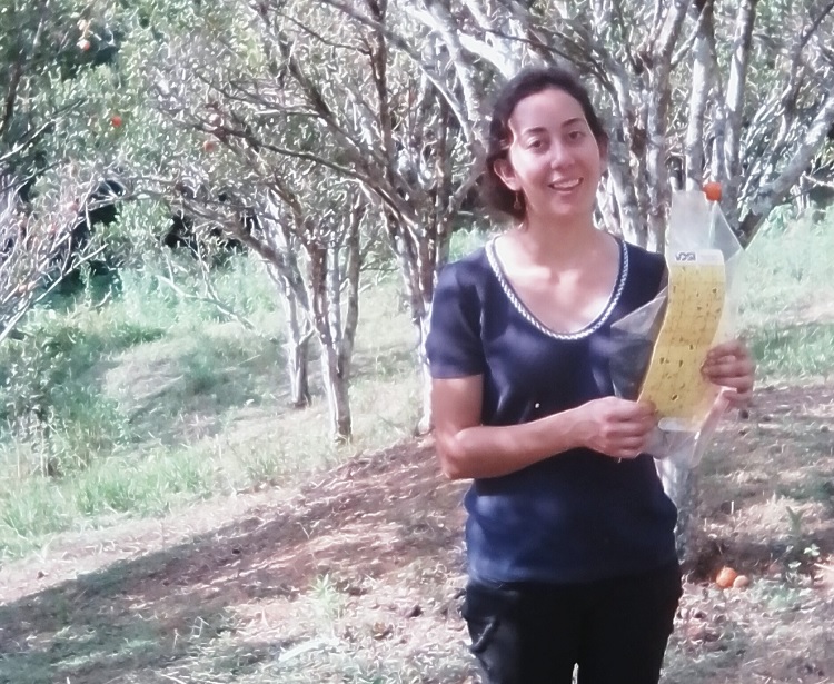Estudante de Licenciatura em Ciênicias Biológicas desenvolve pesquisa em pomares no Bairro Romas, zona rural de Inconfidentes-MG.