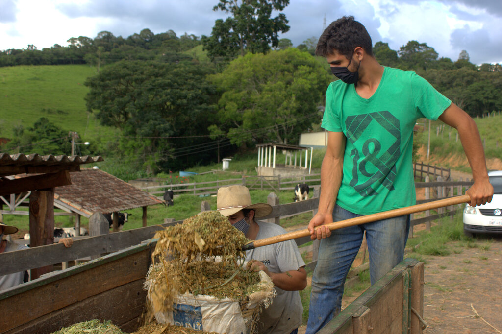 Estudante do curso de Engenharia Agronômica, Vitor Marinello Souza, realiza trabalho no Setor de Bovinocultura. (Foto: Robson Teles)