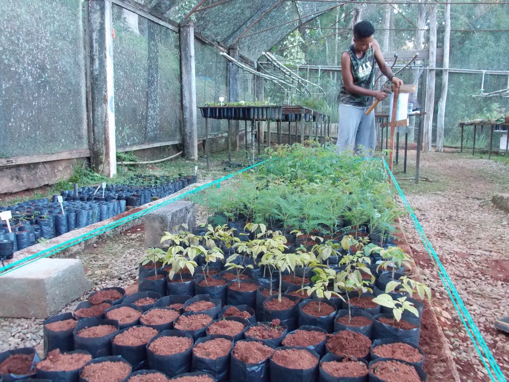 Estudantes cultivam mudas em viveiro da Fazenda-Escola. (Foto: Ilustração)
