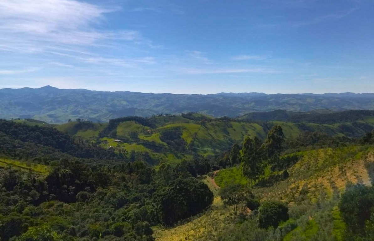 Cultivo de Oliveiras em altitude, nos municípios de Cambuí e de Senador Amaral (Foto: Divulgação)