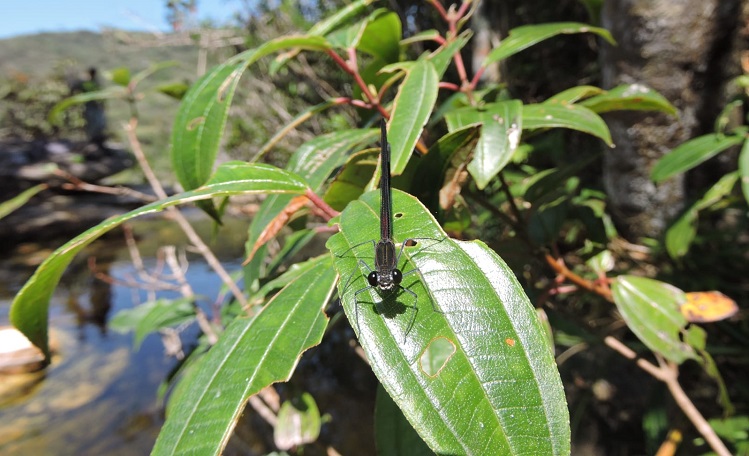 Espécie descoberta foi batizada com o nome “Gisela”, em homenagem à mãe de um dos pesquisadores envolvidos no trabalho. (Foto: Divulgação)